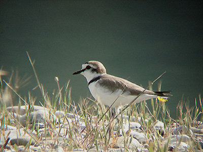 KENTISH PLOVER . IZTUSA BEACH AREA . TURKEY. 21 . 4 . 2008