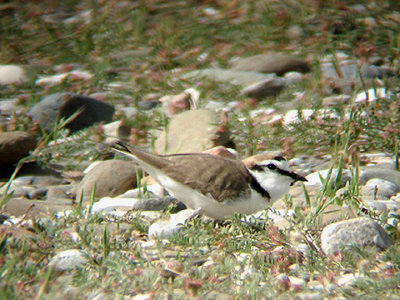  KENTISH PLOVER . IZTUSA BEACH AREA . TURKEY. 21 . 4 . 2008 