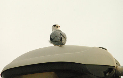 BLACK-WINGED KITE . THE ROAD OUTSIDE THE PALMA RIMA HOTEL . GAMBIA . 9 . 11 . 2014