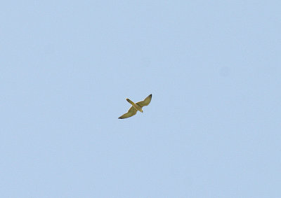 Lanner Falcon . Falco biarmicus