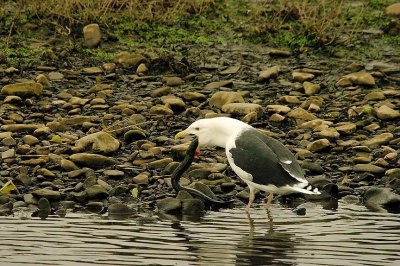 GREAT BLACK-BACKED GULL . THE RIVER EXE . COUNTESS WEAR . EXETER . DEVON . 17 . 10 . 2015