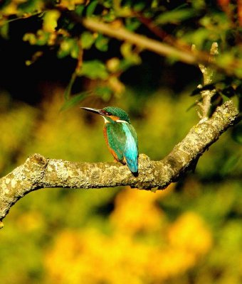 KINGFISHER . THE RIVER EXE , COUNTESS WEAR . EXETER . DEVON . 17 . 10 . 2015