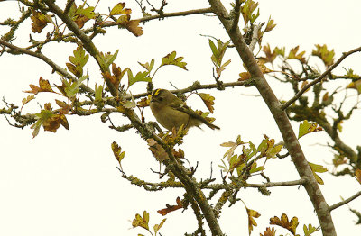 GOLDCREST ( Regulus regulus ) . BOWLING GREEN MARSH . TOPSHAM . DEVON . 18 . 10 . 2015