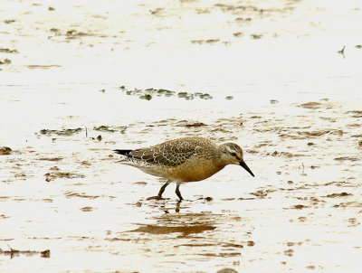 RED KNOT . THE EXE ESTUARY . TOPSHAM . DEVON . 26 . 9 . 2014