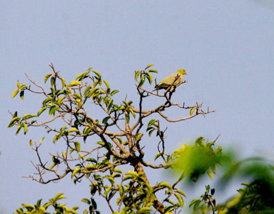 AFRICAN GREEN PIGEON . BRUFORT FOREST . GAMBIA . 10 . 11 . 2014