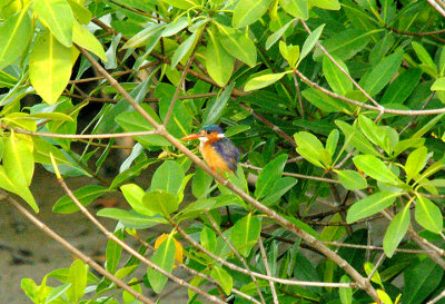 MALACHITE KINGFISHER . KOTU BRIDGE . KOLOLI . GAMBIA . 7 . 11 . 2014
