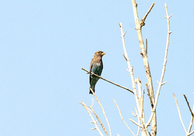 Broad-Billed Roller - Eurystomus glaucurus