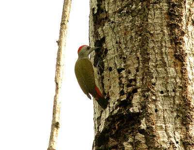 Grey Woodpecker - Dendropicos goertae