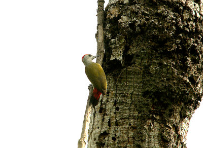 GREY WOODPECKER . ABUKO NATURE RESERVE . GAMBIA . 8 . 11 . 2014