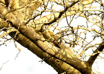 GREY WOODPECKER . BRUFORT FOREST . GAMBIA . 10 . 11 . 2014