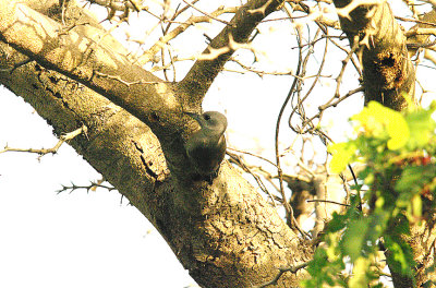 GREY WOODPECKER . BRUFORT WOOD . GAMBIA . 10 . 11 . 2014