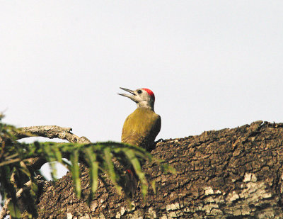 GREY WOODPECKER . PIRANG . BONTO FOREST . GAMBIA . 15 . 11 . 2014 