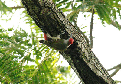 GREY WOODPECKER . PIRANG . BONTO FOREST . GAMBIA . 15 . 11 . 2014