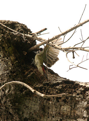 GREY WOODPECKER . ABUKO NATURE RESERVE . GAMBIA . 8 . 11 . 2014