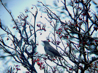 BLACK THROATED THRUSH . SCORRITON DOWN . DARTMOOR . DEVON . 28 . 10 . 2009