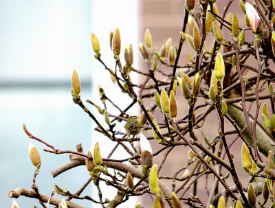 YELLOW-BROWED WARBLER . THE TOPSHAM RECREATION GROUND . DEVON . 5 . 3 . 2014