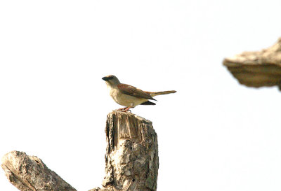 NORTHERN GREY-HEADED SPARROW . BRUFORT FOREST . GAMBIA . 10 . 11 . 2014