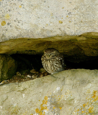 LITTLE OWL . PORTLAND BILL QUARRY . DORSET . 20 . 10 . 2015