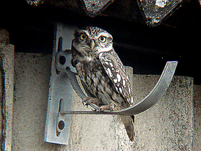 LITTLE OWL . NR CULLOMPTON . DEVON . 26 . 10 . 2007