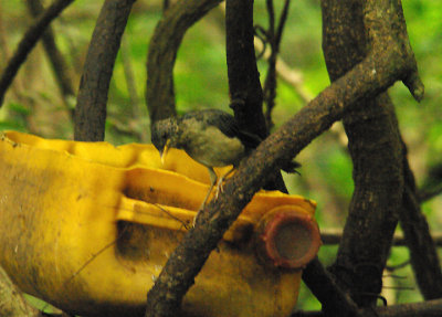 AFRICAN THRUSH . FARASUTO FOREST . GAMBIA . 9 . 11 . 2013