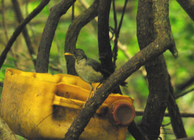 AFRICAN THRUSH . THE FARASUTO FOREST . GAMBIA . 9 . 11 . 2014