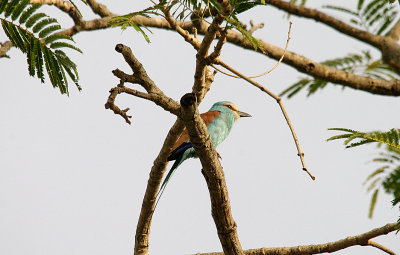 ABYSSINIAN ROLLER . THE KULORA AREA . GAMBIA . 9 . 11 . 2014