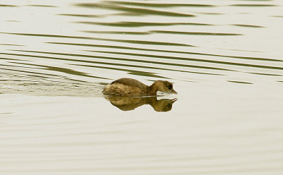 LITTLE GREBE . BLACKHOLE MARSH . SEATON . DEVON . 29 . 10 . 2015