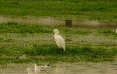 CATTLE EGRET ( Bubulcus ibis ) . TEIGNGRACE . DEVON . 29 . 10 . 2015