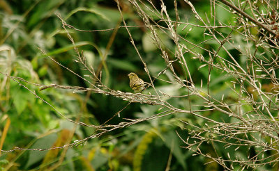 EUROPEAN SERIN , THE WARREN VIEW FOOTBALL PITCH , EXMOUTH , DEVON , 30 , 10 , 2015