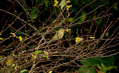 EUROPEAN SERIN . THE WARREN VIEW FOOTBALL PITCH . EXMOUTH . DEVON . 30 . 10 . 2015