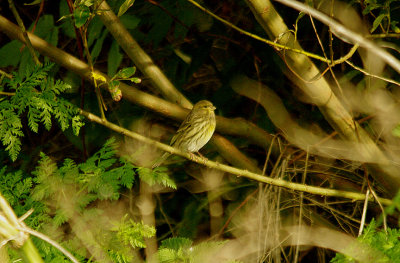 EUROPEAN SERIN , THE WARREN VIEW PLAYING FIELDS , EXMOUTH , DEVON , 31 , 10 , 2015