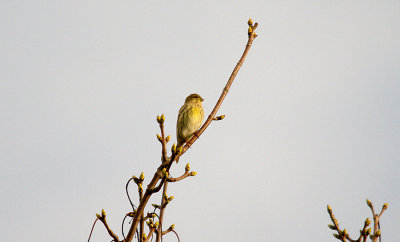 EUROPEAN SERIN . THE WARREN VIEW PLAYING FIELDS . EXMOUTH . DEVON . 31 . 10 . 2015