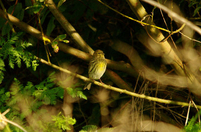 EUROPEAN SERIN . THE WARREN VIEW PLAYING FIELDS . EXMOUTH . DEVON . 31 . 10 . 2015