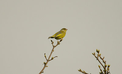 GREENFINCH . THE WARREN VIEW PLAYING FIELDS . EXMOUTH . DEVON . 31 . 10 . 2015
