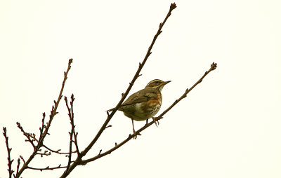 REDWING . THE TOPSHAM CEMETERY GROUNDS . DEVON . ENGLAND . 1 . 11 . 2015