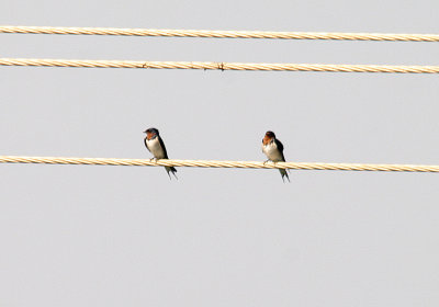 Red-Chested Swallow - Hirundo lucida