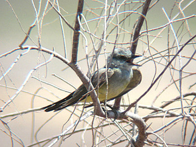  WESTERN KINGBIRD . THE SALTON SEA . CALIFORNIA . USA . 19 / 7 / 2009