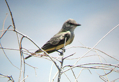 Western Kingbird . Tyrannus verticalis