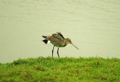 BLACK-TAILED GODWIT , BOWLING GREEN MARSH , TOPSHAM , DEVON , 6 . 11 . 2015
