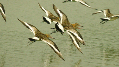 BLACK-TAILED GODWIT . BOWLING GREEN MARSH . TOPSHAM . DEVON . 6 . 11 . 2015
