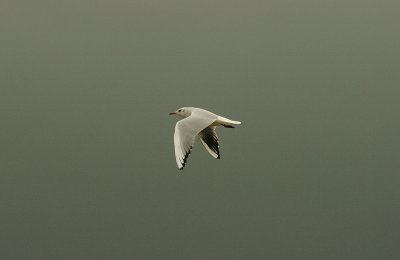 BLACK-HEADED GULL , THE RIVER CLYST , TOPSHAM , DEVON , 10 , 11 , 2015.JPG