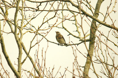 FIELDFARE , TOPSHAM CEMETERY , TOPSHAM , ENGLAND . 11 , 11 , 2015