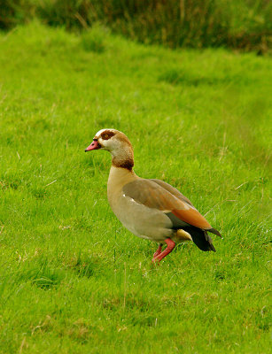 EGYPTIAN GOOSE ( Alopochen aegyptiaca ) . DARTS FARM . TOPSHAM . 24 . 11 . 2015