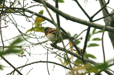 BRAMBLING , DARTS FARM , TOPSHAM , DEVON , 6 , 12 , 2015 