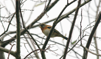 BRAMBLING , DARTS FARM , TOPSHAM , DEVON , 6 , 12 , 2015