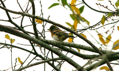 BRAMBLING . DARTS FARM . TOPSHAM . DEVON . 6 . 12 . 2015