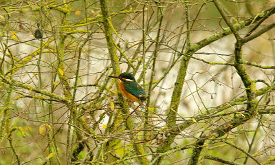 KINGFISHER . DARTS FARM . TOPSHAM . DEVON . 6 . 12 . 2015