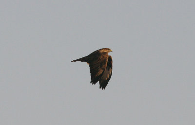BUZZARD . GOOSEMOOR . TOPSHAM . DEVON . ENGLAND . 8 . 12 . 2015
