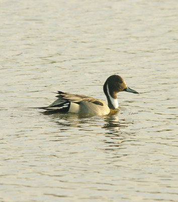 PINTAIL . BOWLING GREEN MARSH . TOPSHAM . DEVON . ENGLAND . 8 / 12 / 2015