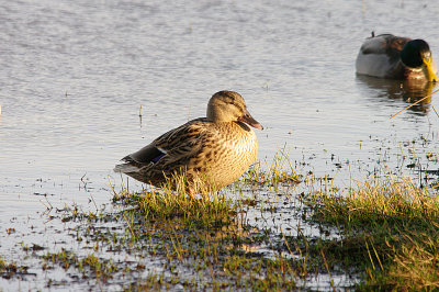 MALLARD . BOWLING GREEN MARSH . TOPSHAM . DEVON . ENGLAND . 8 . 12 . 2015